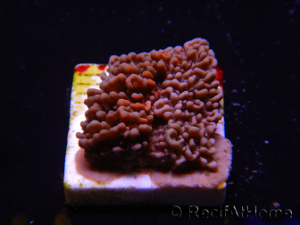WYSIWYG - RAH Montipora plate GRAFTED Darth Maul 2