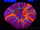 WYSIWYG Homophyllia australis (ehemals Scolymia) Warpaint 26 (6 cm)