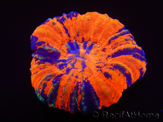 WYSIWYG Homophyllia australis (anteriormente Scolymia) Warpaint 27 (5.5 cm)