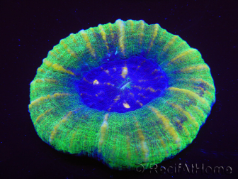 WYSIWYG Homophyllia australis (antes Scolymia) Bleeding Apple 28 (5 cm)