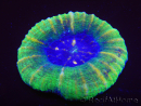 WYSIWYG Homophyllia australis (antes Scolymia) Bleeding Apple 28 (5 cm)