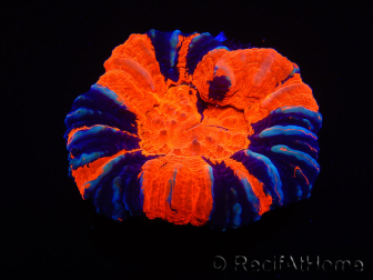 WYSIWYG Homophyllia australis (anteriormente Scolymia) Warpaint 30 (4 cm)