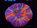 WYSIWYG Homophyllia australis (ex Scolymia) Warpaint 26 (6 cm)