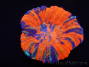 WYSIWYG Homophyllia australis (ehemals Scolymia) Warpaint 27 (5,5 cm)