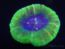 WYSIWYG Homophyllia australis (antes Scolymia) Bleeding Apple 28 (5 cm)