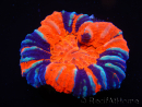 WYSIWYG Homophyllia australis (anteriormente Scolymia) Warpaint 30 (4 cm)