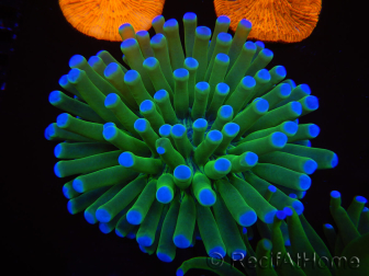 WYSIWYG- Heliofungia actiniformis Purple 2 (Skeleton 6 cm)