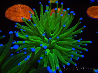 WYSIWYG- Heliofungia actiniformis Puntas Tóxicas Verdes/Azules 6 (4.5 cm)
