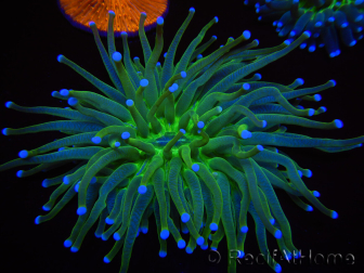 WYSIWYG - Heliofungia actiniformis Punte Verdi/Blue Tossiche 7 (5 cm)