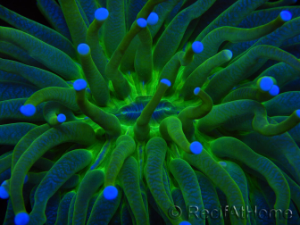 WYSIWYG- Heliofungia actiniformis Toxic Green/Blue Tips 7 (5 cm)