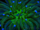 WYSIWYG - Heliofungia actiniformis Punte Verdi/Blue Tossiche 7 (5 cm)