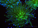 WYSIWYG- Heliofungia actiniformis Purple 1 (Scheletro 8,5 cm)