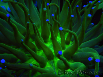 WYSIWYG- Heliofungia actiniformis Purple 1 (Scheletro 8,5 cm)