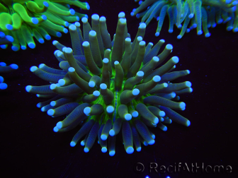 WYSIWYG- Heliofungia actiniformis Toxic Green/Blue Tips 8 (Skeleton 5 cm/Open 10 cm)