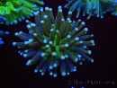 WYSIWYG- Heliofungia actiniformis Toxic Green/Blue Tips 6 (4.5 cm)