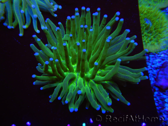 WYSIWYG- Heliofungia actiniformis Toxic Green/Blue Tips 9 (Skeleton 5 cm/Open 10 cm)
