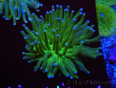 WYSIWYG- Heliofungia actiniformis Toxic Green/Blue Tips 7 (5 cm)