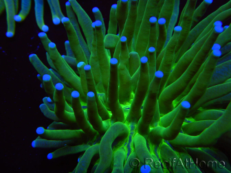 WYSIWYG- Heliofungia actiniformis Toxic Green/Blue Tips 7 (5 cm)