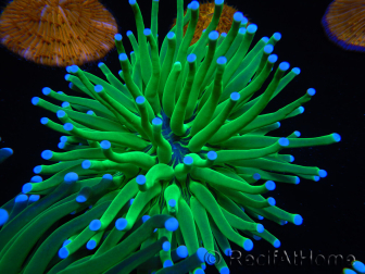 WYSIWYG- Heliofungia actiniformis Toxic Green/Blue Tips 4 (Skeleton 5 cm/Open 10 cm)