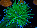 WYSIWYG- Heliofungia actiniformis Toxic Green/Blue Tips 4 (Skeleton 5 cm/Open 10 cm)
