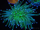 WYSIWYG - Heliofungia actiniformis Punte Verdi/Blue Tossiche 7 (5 cm)
