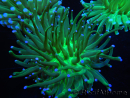 WYSIWYG- Heliofungia actiniformis 6 (Skeleton 5 cm/Open 10 cm)