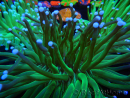 WYSIWYG- Heliofungia actiniformis Purple 2 (Skeleton 6 cm)