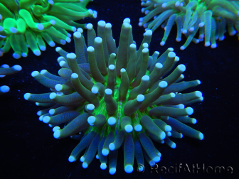 WYSIWYG- Heliofungia actiniformis Toxic Green/Blue Tips 6 (4.5 cm)
