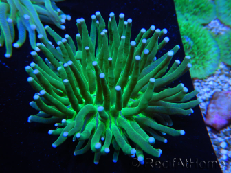 WYSIWYG- Heliofungia actiniformis Toxic Green/Blue Tips 7 (5 cm)