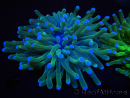 WYSIWYG- Heliofungia actiniformis Lila 3 (8 cm)