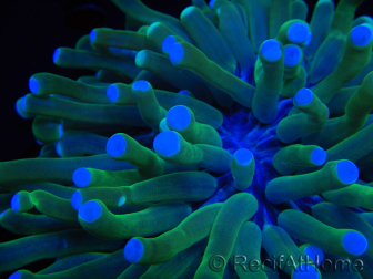 WYSIWYG - Heliofungia actiniformis Purple 3 (8 cm)