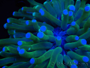 WYSIWYG- Heliofungia actiniformis Lila 3 (8 cm)