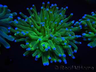 WYSIWYG- Heliofungia actiniformis 11 (Skeleton 5 cm/Open 10 cm)