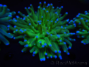 WYSIWYG- Heliofungia actiniformis Lila 1 (Skelett 8,5 cm)