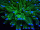 WYSIWYG- Heliofungia actiniformis Purple 1 (Skeleton 8.5 cm)