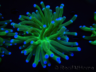 WYSIWYG- Heliofungia actiniformis 12 (Skeleton 5 cm/Open 10 cm)
