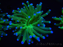 WYSIWYG- Heliofungia actiniformis Purple 2 (Skeleton 6 cm)