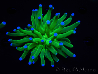 WYSIWYG- Heliofungia actiniformis Púrpura 3 (8 cm)