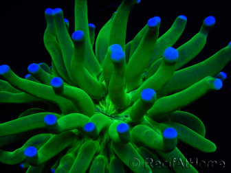 WYSIWYG- Heliofungia actiniformis Púrpura 3 (8 cm)
