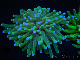 WYSIWYG - Heliofungia actiniformis Purple 3 (8 cm)