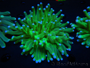 WYSIWYG- Heliofungia actiniformis Purple 1 (Skeleton 8.5 cm)