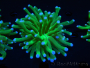 WYSIWYG- Heliofungia actiniformis Lila 2 (Skelett 6 cm)