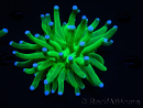 WYSIWYG- Heliofungia actiniformis Lila 3 (8 cm)