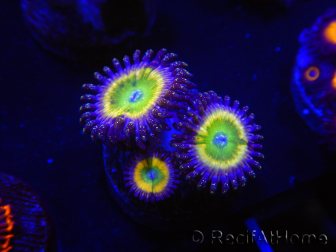 WYSIWYG - Zoanthus Tinkerbells 2P9
