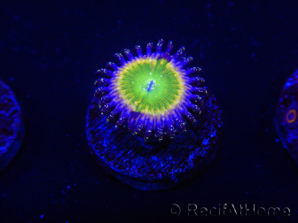 WYSIWYG - Zoanthus Tinkerbells 2P10