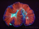 WYSIWYG Trachyphyllia geoffreyi 19 (5 cm)