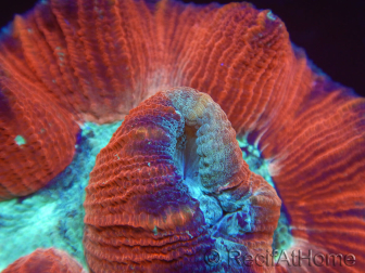 WYSIWYG Trachyphyllia geoffreyi 19 (5 cm)