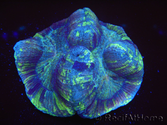 WYSIWYG Trachyphyllia geoffreyi E4 (5.5 cm)