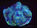 WYSIWYG Trachyphyllia geoffreyi 20 (5.5 cm)