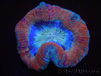 WYSIWYG Trachyphyllia geoffreyi 21 (Skeleton 3.5 cm/ Open 5.5 cm)